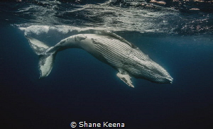 A playful humpback whale rolls and frolics just below the... by Shane Keena 